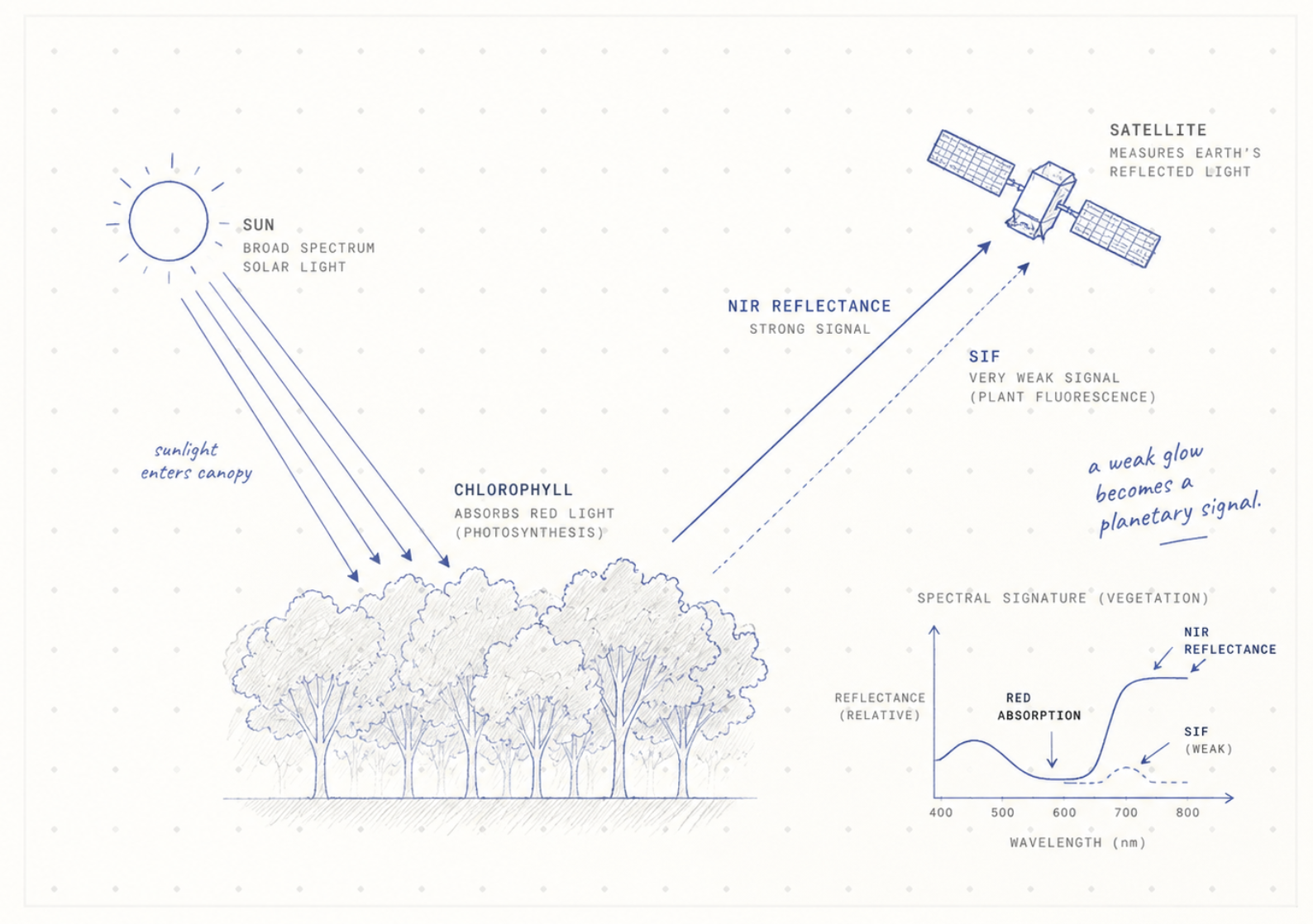 Hand-drawn measurement view of sunlight entering a canopy, chlorophyll absorption, near-infrared reflectance and solar-induced fluorescence reaching a satellite.
